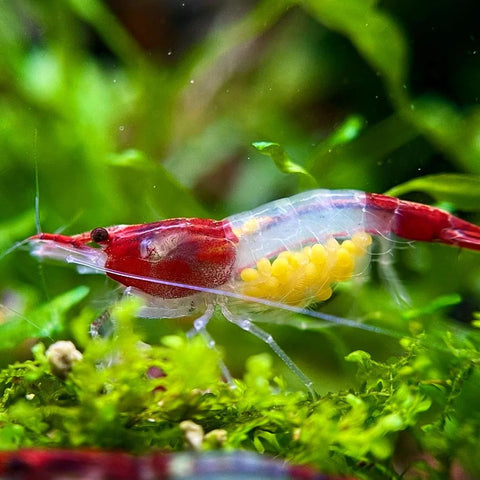 Shrimp - Red Rili - IN STORE ONLY