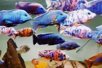 Cichlid - Assorted Peacock/Haps - IN STORE ONLY