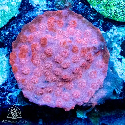 Scream Tail Cyphastrea Frag (IN STORE ONLY)