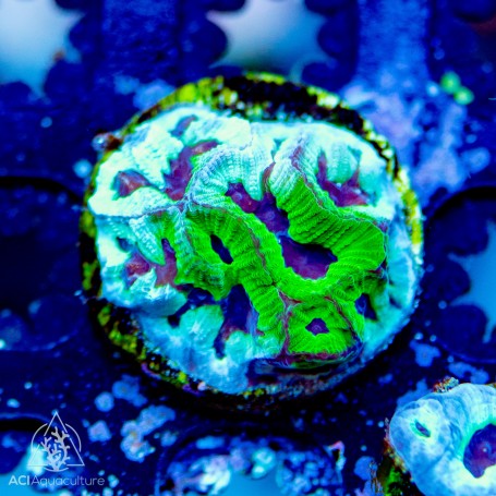 Silver Thunder Maze Goniastrea Frag (IN STORE ONLY)