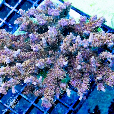 VooDoo Majick Acropora subulata Frag (IN STORE ONLY)