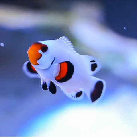 Clownfish - Snowflake; Wyoming White; ocellaris C.B. (IN STORE ONLY)