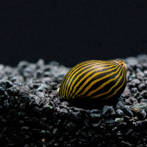 Snail - Nerite Zebra - IN STORE ONLY