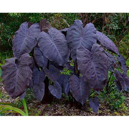 Plant - Black Magic Taro 1g - IN STORE ONLY