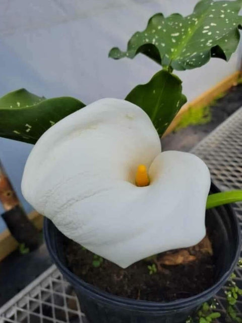 Spotted Calla Lily - IN STORE ONLY