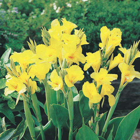Plant - Canna Yellow 1g - IN STORE ONLY