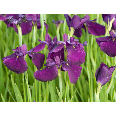 Plant - Misc Iris 1g - IN STORE ONLY