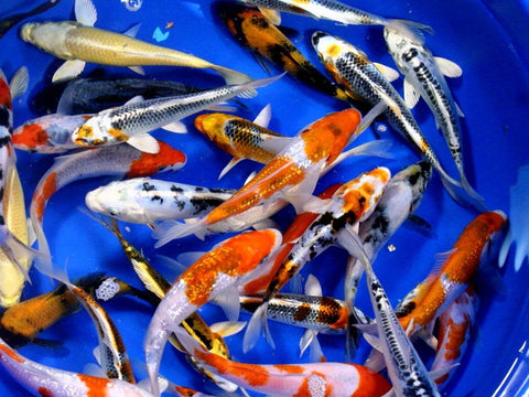 Domestic Koi Regular Fin - IN STORE ONLY