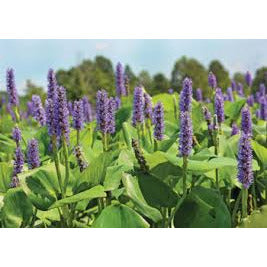 Plant - Pickerel Rush 1g - IN STORE ONLY