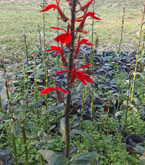 Red Cardinal Flower - IN STORE ONLY