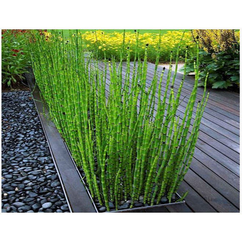 Plant - Horsetail Rush 1g - IN STORE ONLY
