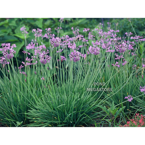 Plant - Society Garlic 1g - IN STORE ONLY
