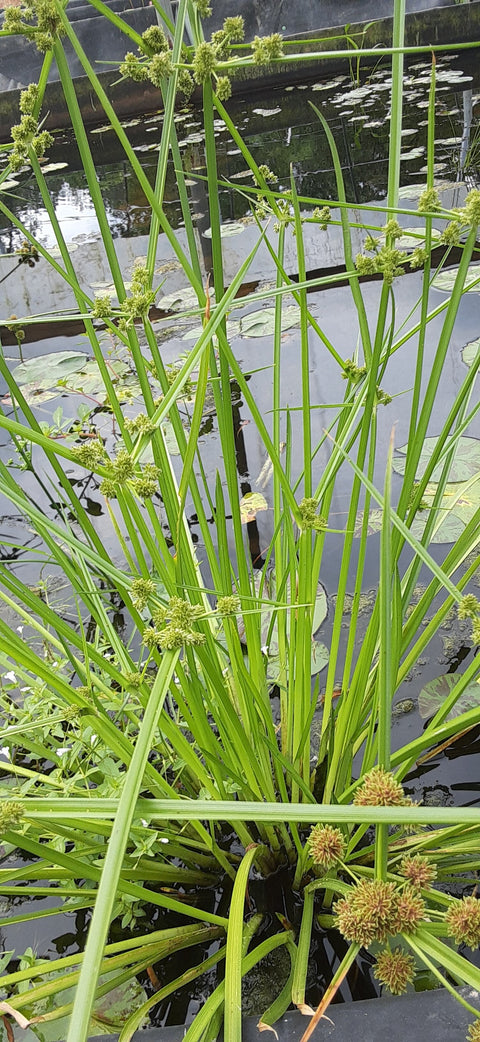 Three Square Bulrush - IN STORE ONLY