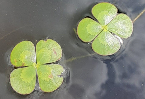 Four Leaf Clover Varigated - IN STORE ONLY