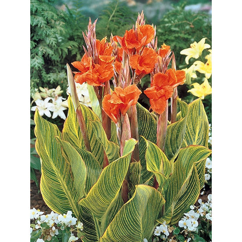 Plant -Tiger Canna 1g - IN STORE ONLY