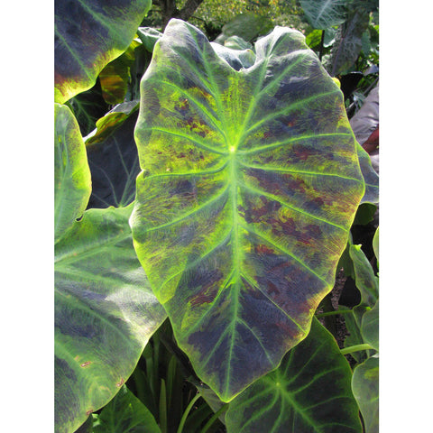 Plant - Imperial Taro 1g - IN STORE ONLY