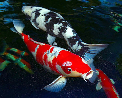 Japanese Koi Regular Fin - IN STORE ONLY