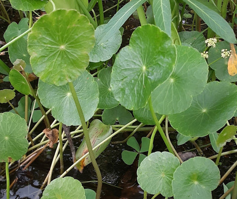 Pennywort - IN STORE ONLY