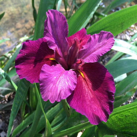 Plant - Red Elvis Iris 1g - IN STORE ONLY